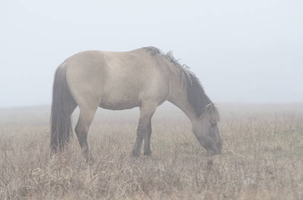 istock horse feeding in fog 911795448