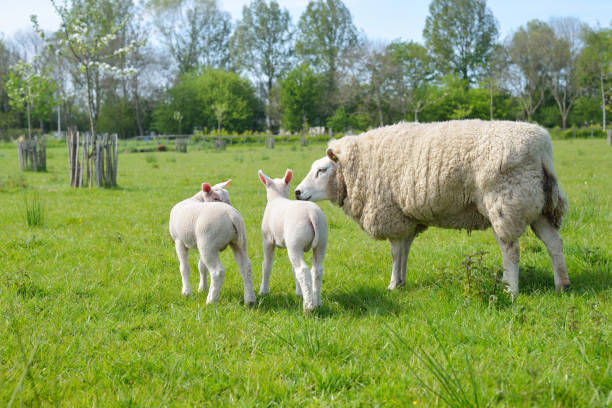 istock Sheeps on the green field in the Netherlands 911795454