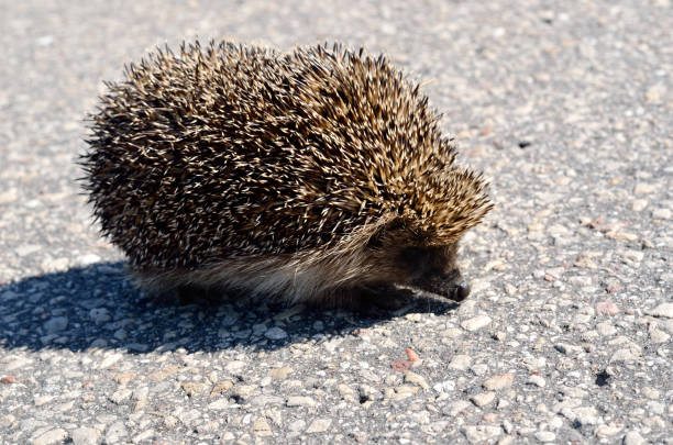 istock wild hedgehog on the asphalt road 911795484