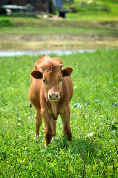 istock calf at the green filed 911795508