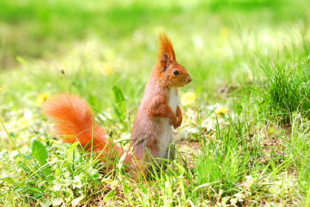 istock cute orange squirrel standing on the grass with flowers 911795516