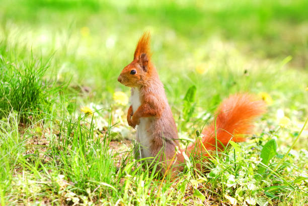 istock cute orange squirrel standing on the grass with flowers 911795526