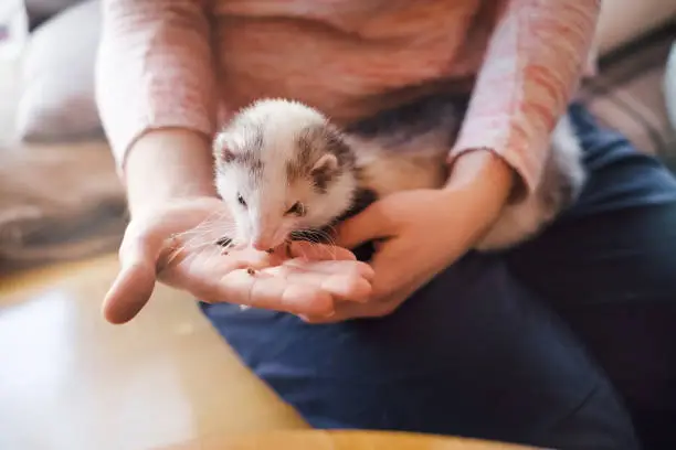 Portrait of a cute domestic ferret eating from the girl's hand in a cafe.Woman and a pet concept.