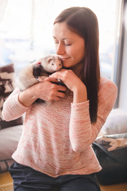 Pet ferret warming up in the owner's hands in cafe