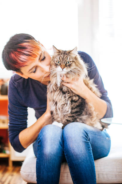 istock Woman Holding Siberian Cat on Lap 911796294