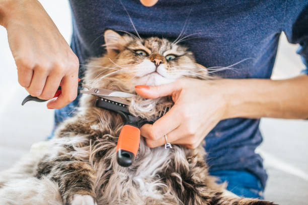 Cutting Siberian Cat's Matted Hair