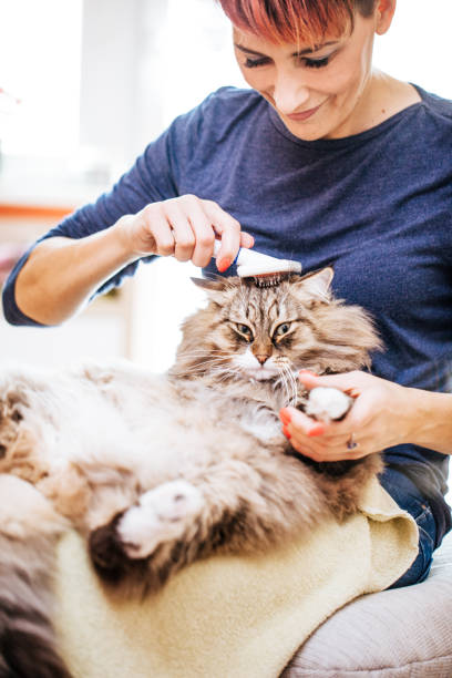 istock Woman Brushing Cat With Grooming Brush 911796304
