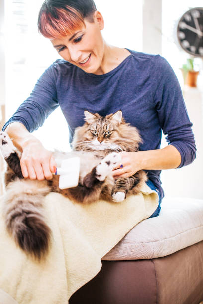 istock Woman Brushing Cat With Grooming Brush 911796306