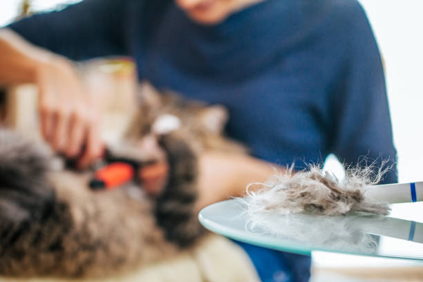 istock Siberian Cat's Hair on Table 911796310