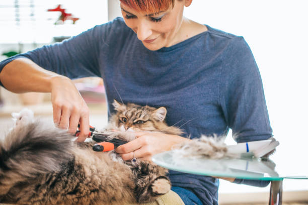 Cutting Siberian Cat's Matted Hair