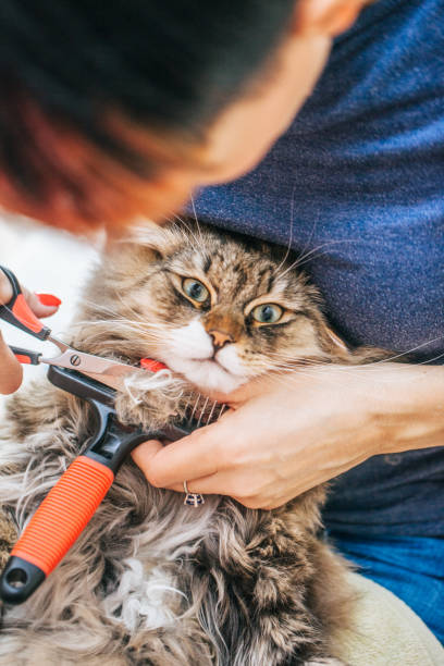 istock Cutting Siberian Cat's Matted Hair 911796316
