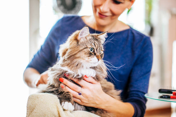 istock Woman Holding Siberian Cat on her Lap 911796324