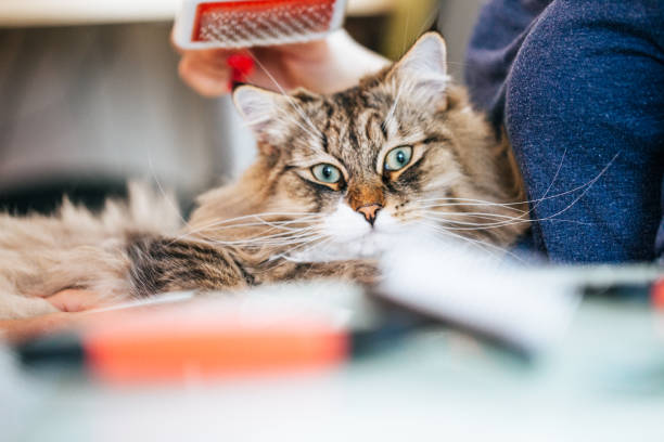 istock Front View of a Cat, Grooming Brush Above it's Head 911796326
