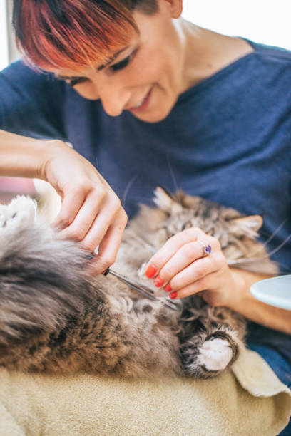 istock Woman Cutting Cat's Matted Hair with Scissors 911796328