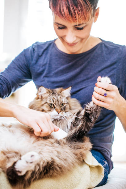 istock Woman Brushing Cat With Grooming Brush 911796336