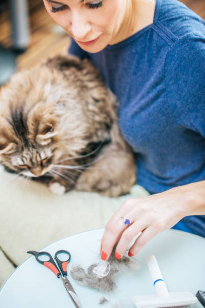 istock Woman Cutting Cat's Matted Hair with Scissors 911796342