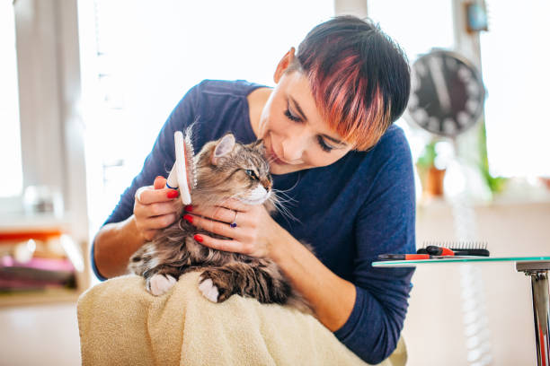 mujer peina el pelo de gato con un cepillo de aseo - acicalar fotografías e imágenes de stock