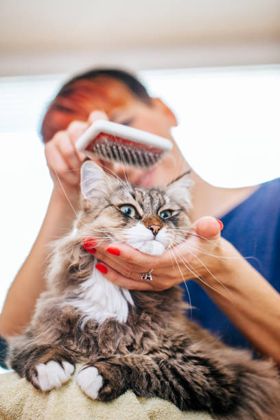 istock Grooming Siberian Cat's Head with a Grooming Brush 911796370