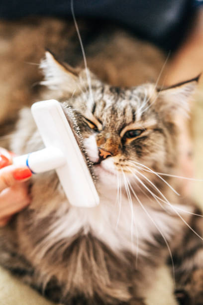 istock Grooming Siberian Cat's Head with a Grooming Brush 911796402