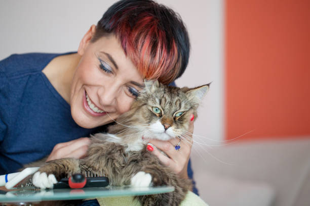 istock Woman Showing Affection for her Siberian Cat After Grooming 911796412