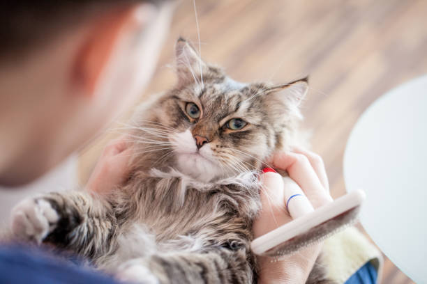 Owner Petting Siberian Cat After Grooming Owner Petting Siberian Cat After Grooming longhair cat stock pictures, royalty-free photos & images