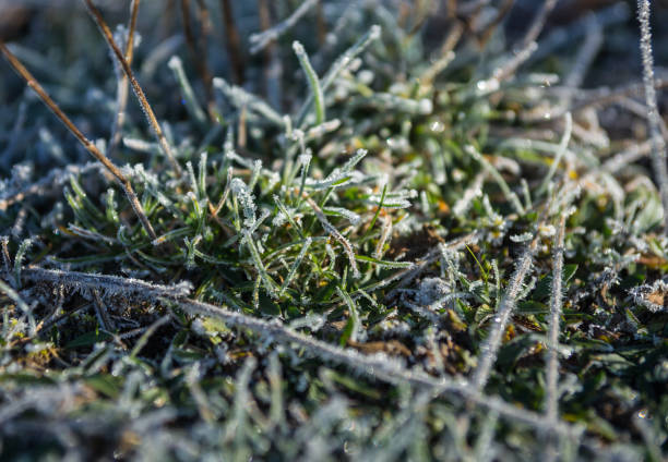 istock Frost on the grass in the early morning 911801032