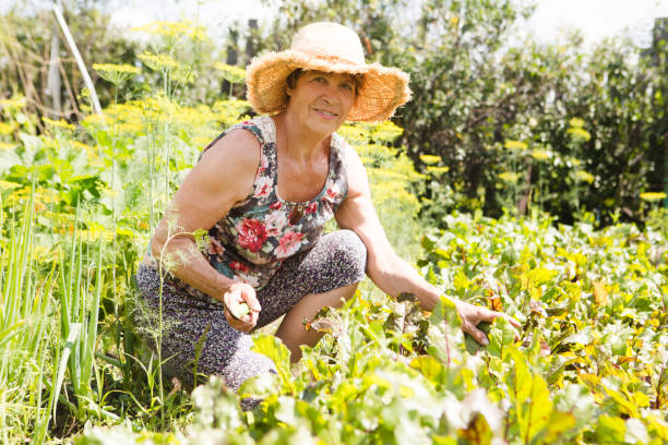 istock Senior woman working in her vegetable garden 911801446