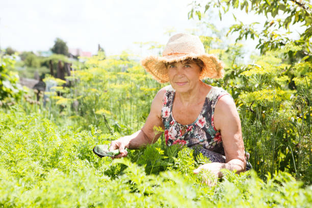 istock Senior woman working in her vegetable garden 911801448