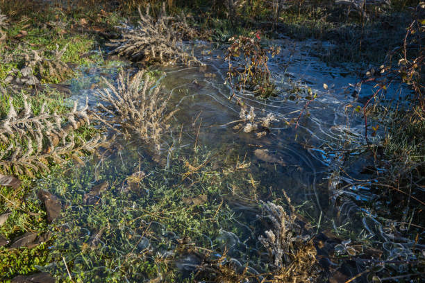 istock Frost on the grass in the early morning 911801546