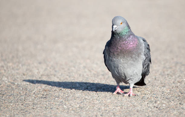 istock portrait of pigeon on nature 911802432