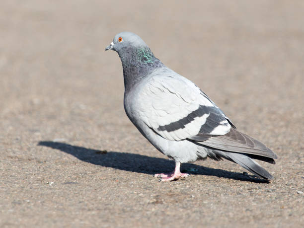 istock portrait of pigeon on nature 911802448