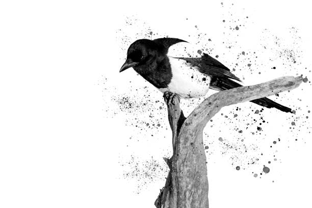 istock black and white beautiful bird and spray 911802632