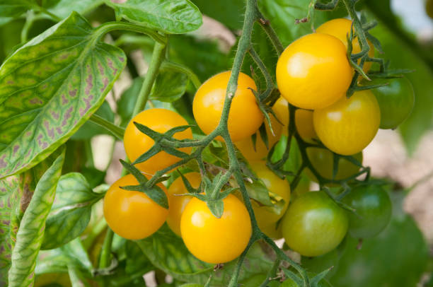 istock Organic tomatos in Greenhouse 911803296