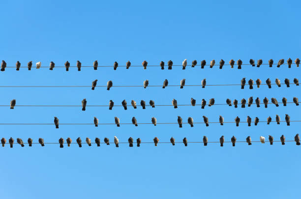 flock of birds on electric cables stock photo
