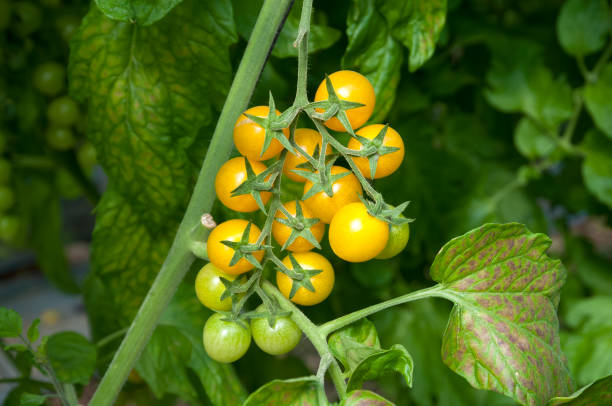 istock Organic tomatos in Greenhouse 911803370