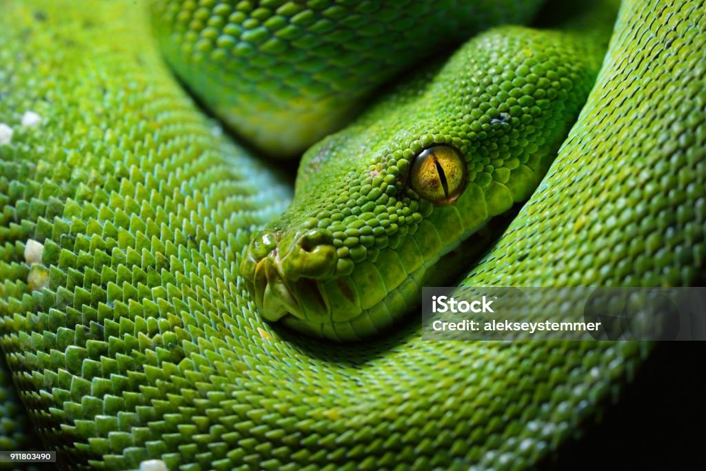 green tree python Morelia viridis Snake Stock Photo