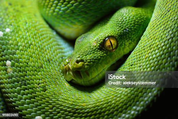 Green Tree Python Morelia Viridis Stock Photo - Download Image Now - Snake, Aggression, Animal