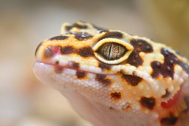 istock Leopard gecko Eublepharis macularius in the Zoo 911803502