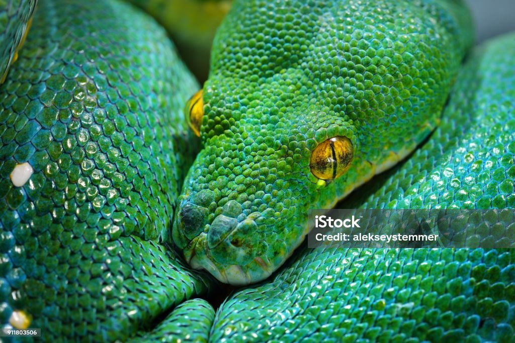 Green Tree Python Wiki Green Tree Python Morelia Viridis Stock Photo - Download Image Now ...
