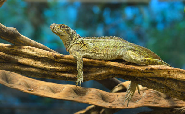 Large iguana lizard resting on a tree branch in a terrarium environment