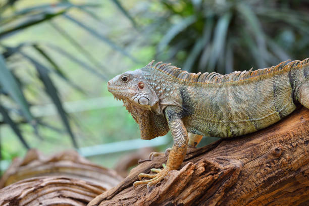 istock Common green iguana resting on a tree trunk in tropical environment 911803568