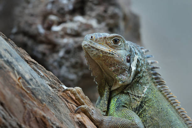 istock Common green iguana resting on a tree looking to the front 911803570