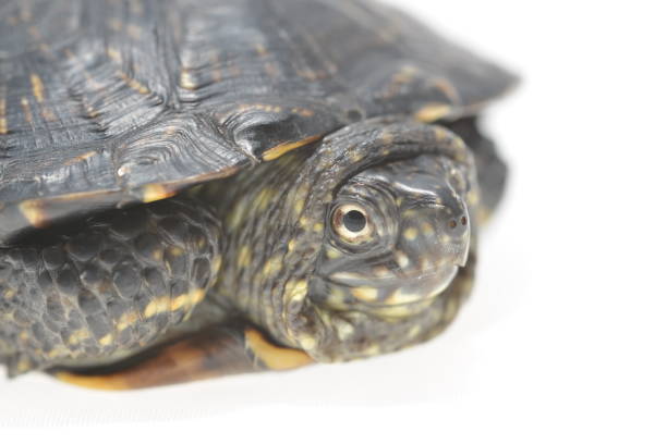 istock European pond turtle Emys orbicularis isolated 911803580