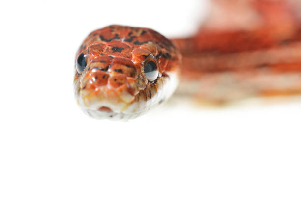 istock Colourful red exotic grass snake isolated over white 911803600