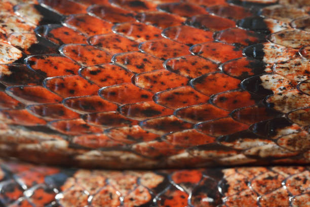 istock Colourful red exotic grass snake skin closeup. Snakeskin scale texture. 911803602