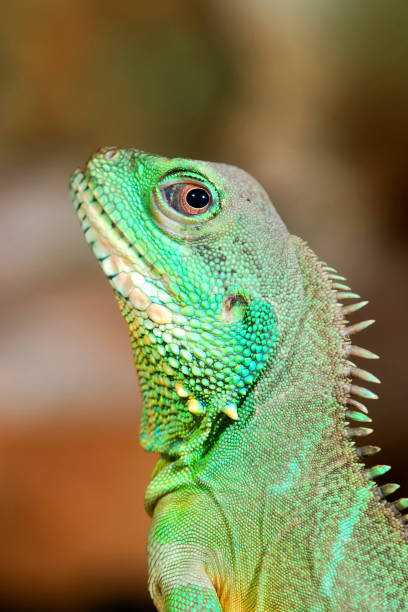 istock colorful green lizard close-up 911803676