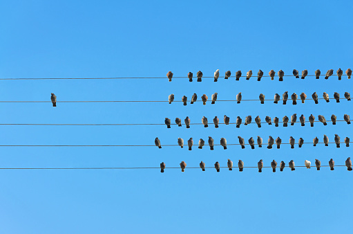 Individualidad concepto, pájaros en un cable photo