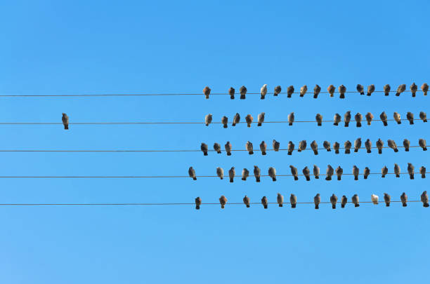 concetto di individualità, uccelli su un filo - leading lines foto e immagini stock
