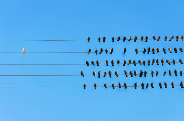 istock Racism concept, White and Black birds on wire 911808078