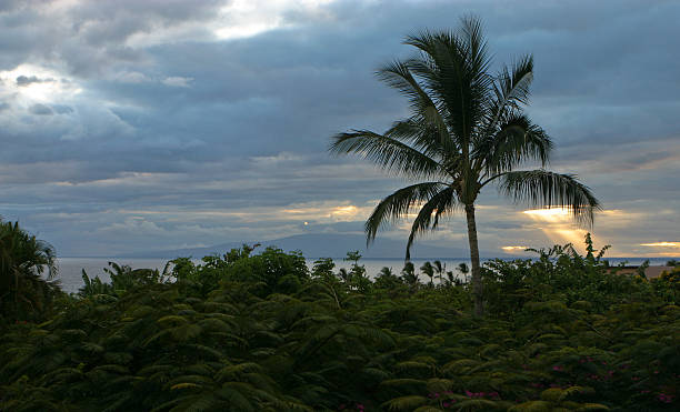 palm tree rayons de lumière - hawaii islands maui palm tree kauai photos et images de collection